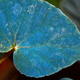 The brilliant iridescent blue leaves of Begonia pavonina. (Image: Matthew Jacobs)